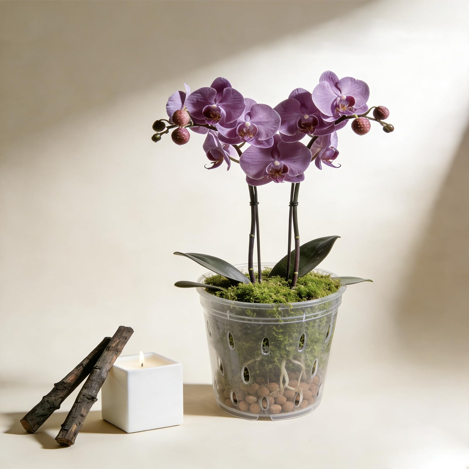 Gyfofix indoor-outdoor use demonstrates versatile planting in different environments.