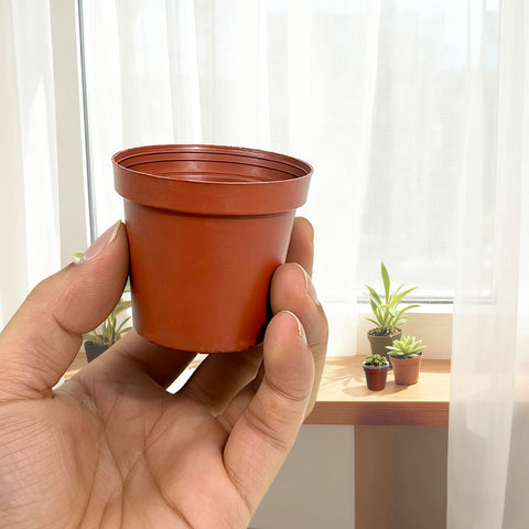 Gyfofix ideal for seed starting herbs, succulents, cuttings and small displays.