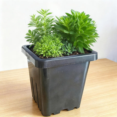 Gyfofix square pots are lightweight yet durable for indoor seed starting