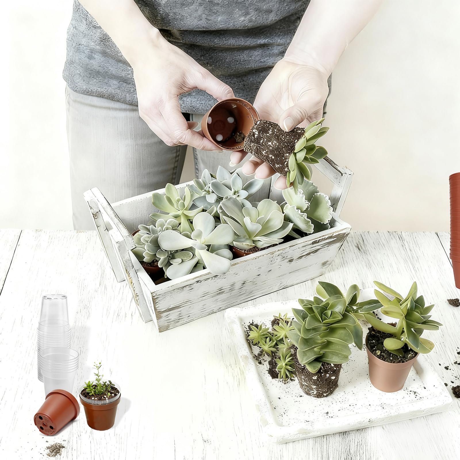 Gyfofix 2-inch pots feature drainage holes for healthier roots and proper moisture.