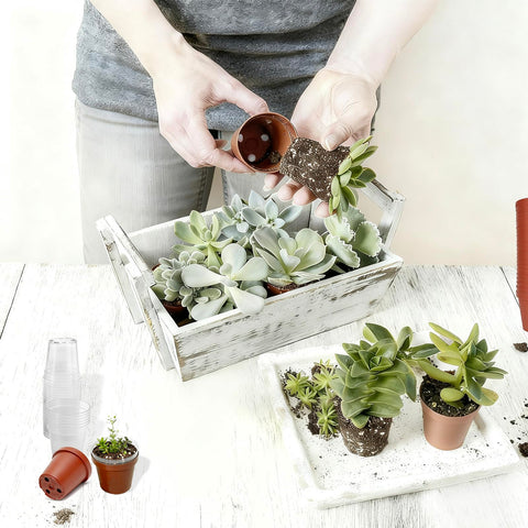 Gyfofix 2-inch pots feature drainage holes for healthier roots and proper moisture.