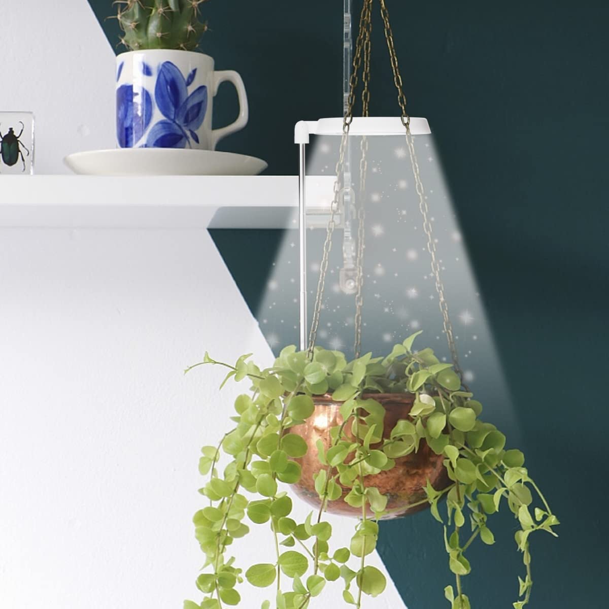 GYTF Halo grow light over succulent supports thriving indoor growth.