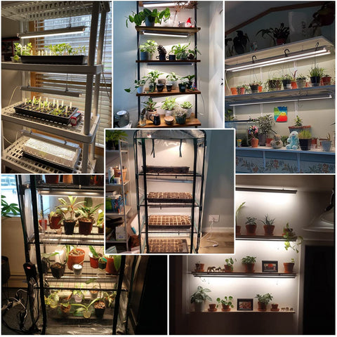 GYTF T5 LED Grow Light full-spectrum 5000K for indoor seedlings.