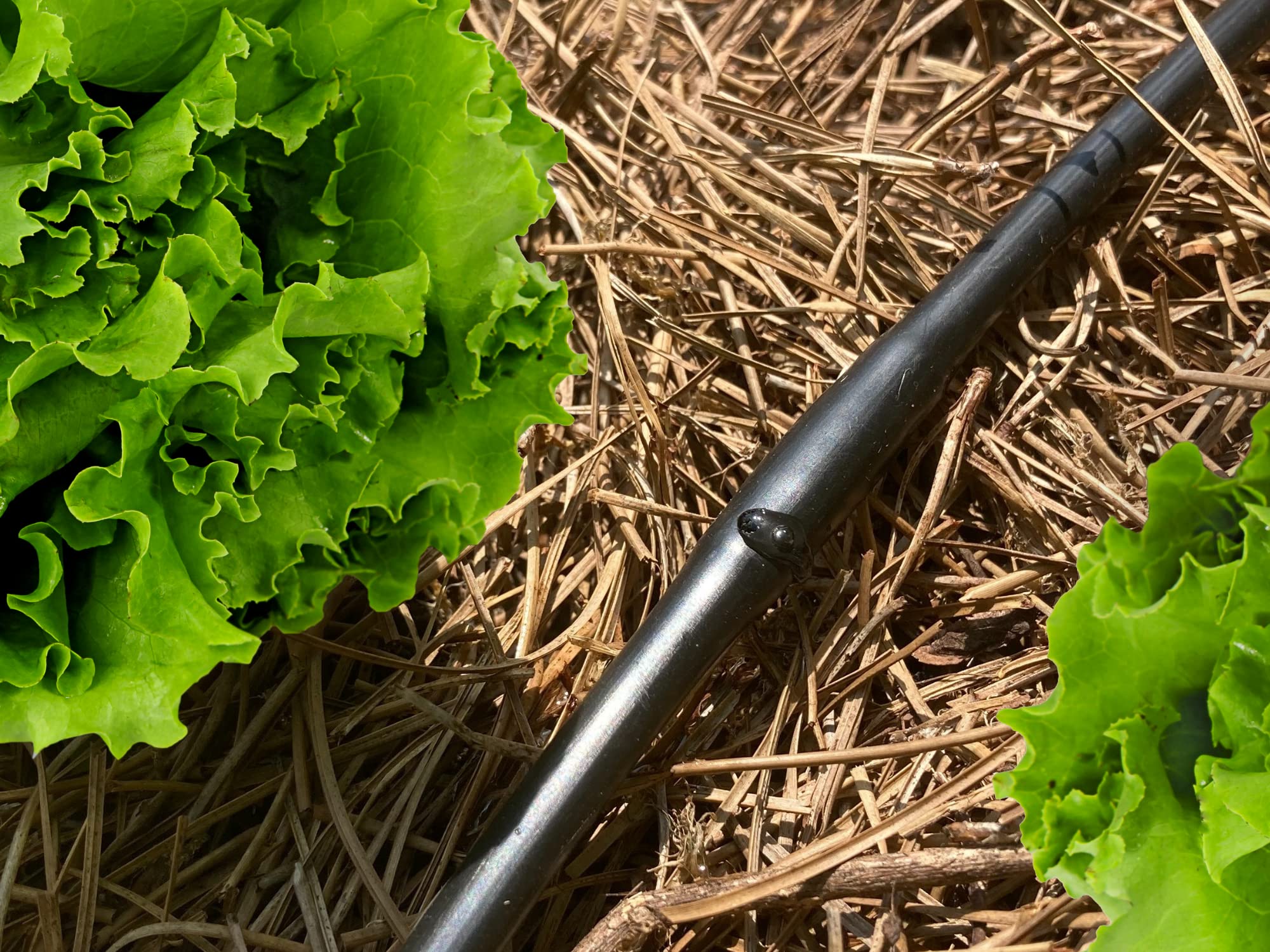 Inline emitters spaced every 6 inches on Habitech dripline tubing