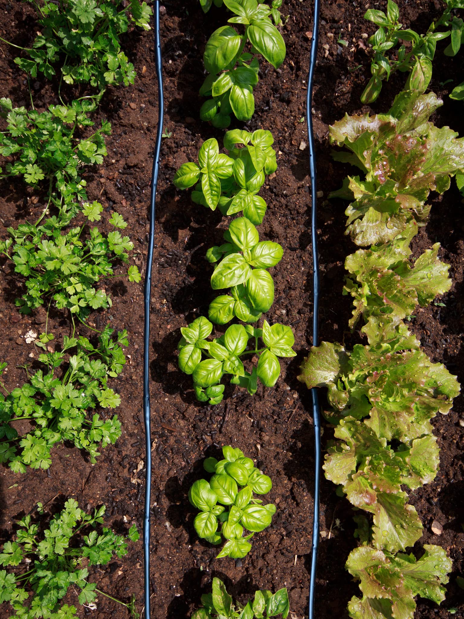 Even, uniform watering demonstrated with Habitech system
