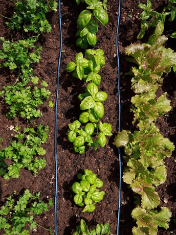 Even, uniform watering demonstrated with Habitech system