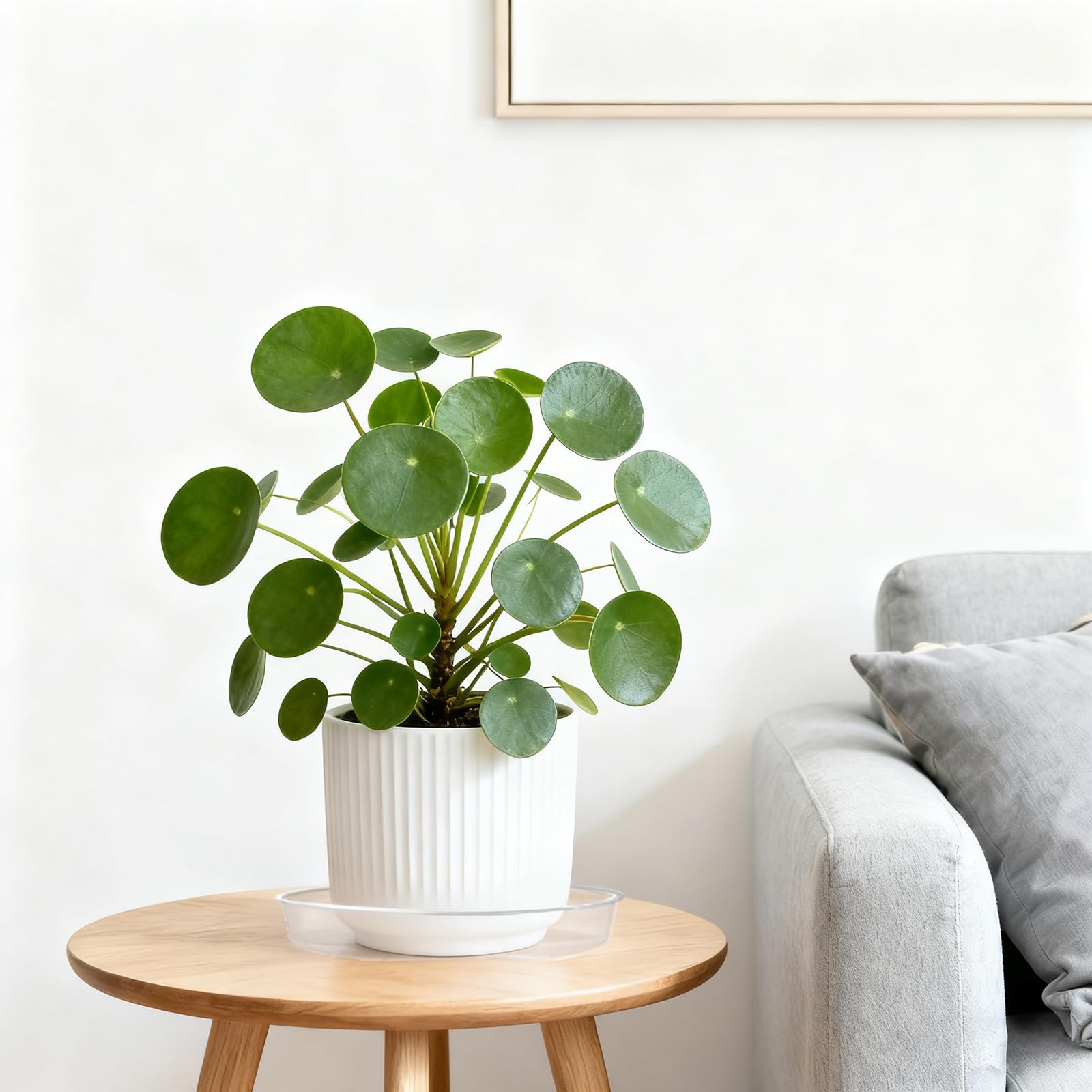 Hacaroa clear 10-inch plant saucer, bottom view, prevents moisture buildup.