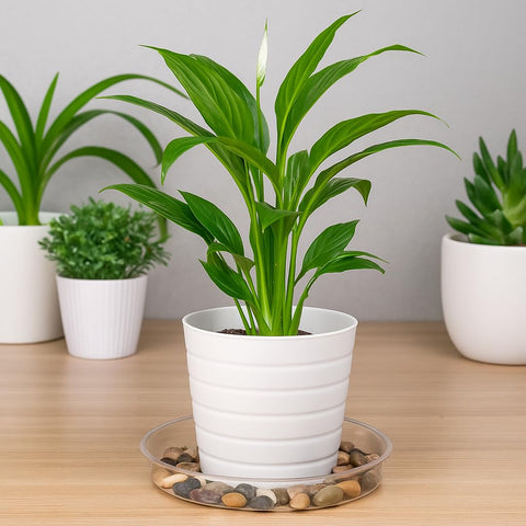 Hacaroa clear 10-inch plant saucer, top view, stable for larger pots.