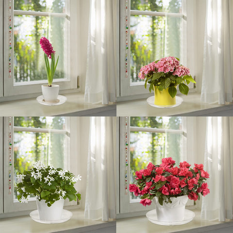 Hacaroa clear 24-pack plant saucers, front view, versatile for multiple pots.