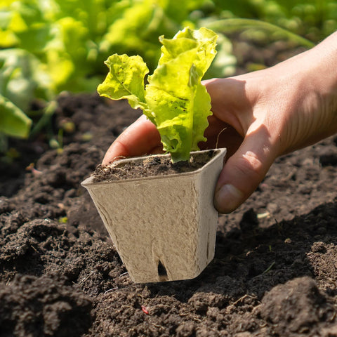 Hahood peat pot retains heat by day and protects roots at night