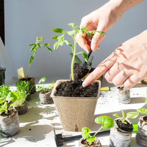 Hahood safe-transplant design lowers root disturbance during transplant