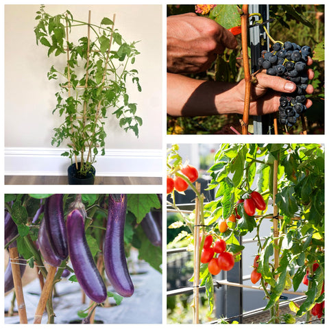 HAINANSTRY durable garden stakes for vegetables and delicate flowers.