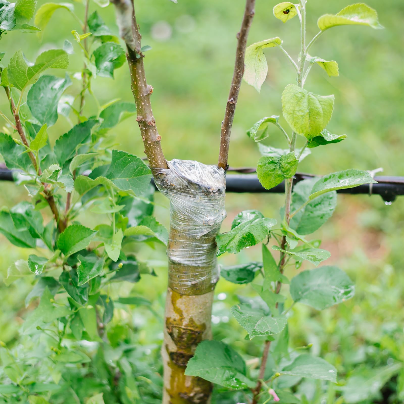 HAINANSTRY grafting tape closeup reveals flexible film and self-adhesive wrap
