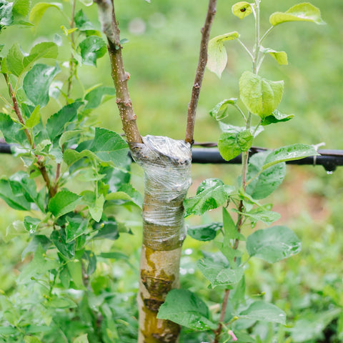 HAINANSTRY grafting tape closeup reveals flexible film and self-adhesive wrap