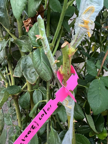 HAINANSTRY grafting tape bound around branch demonstrates flexible support for budding.
