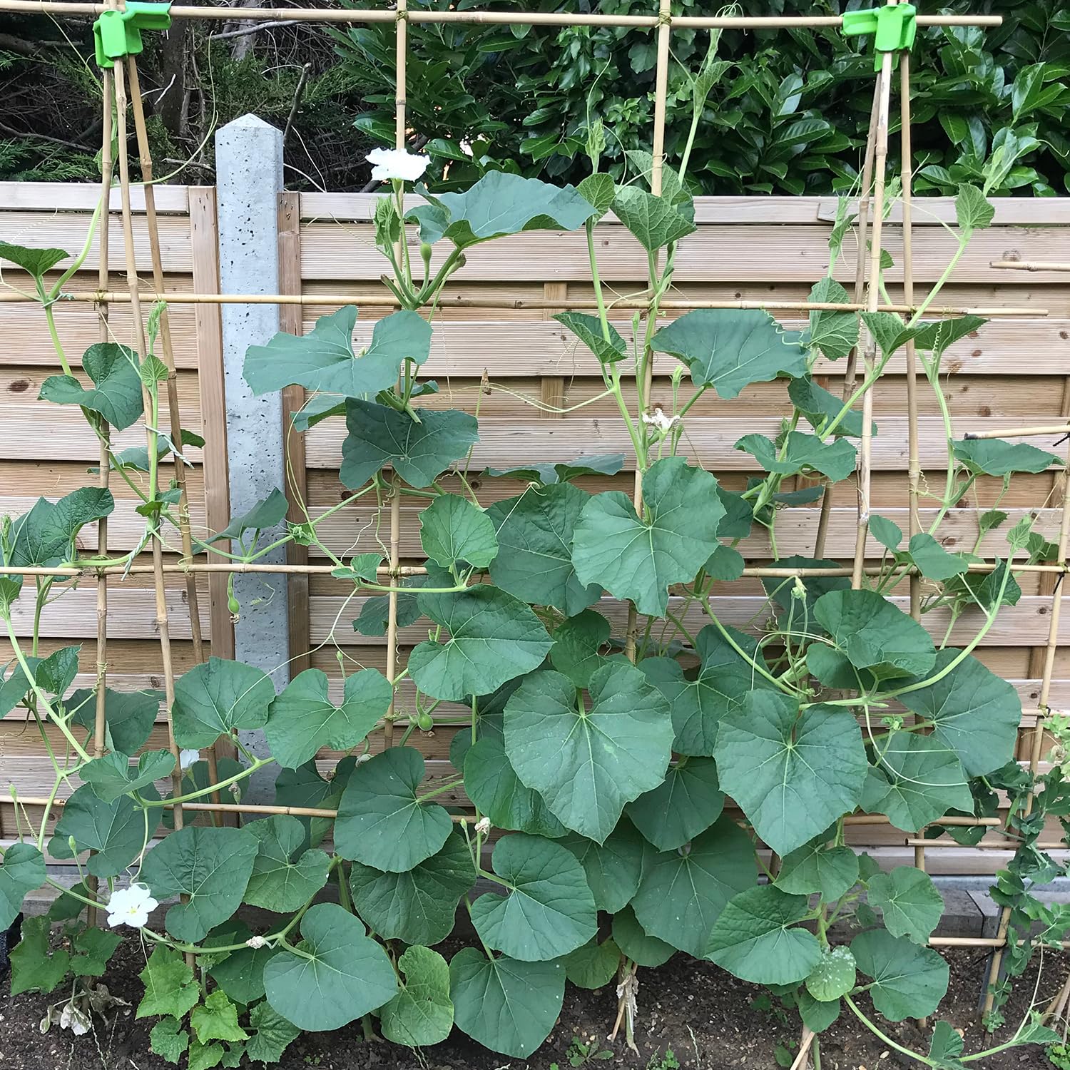 HAINANSTRY premium bamboo sticks highlight eco-friendly garden solution.