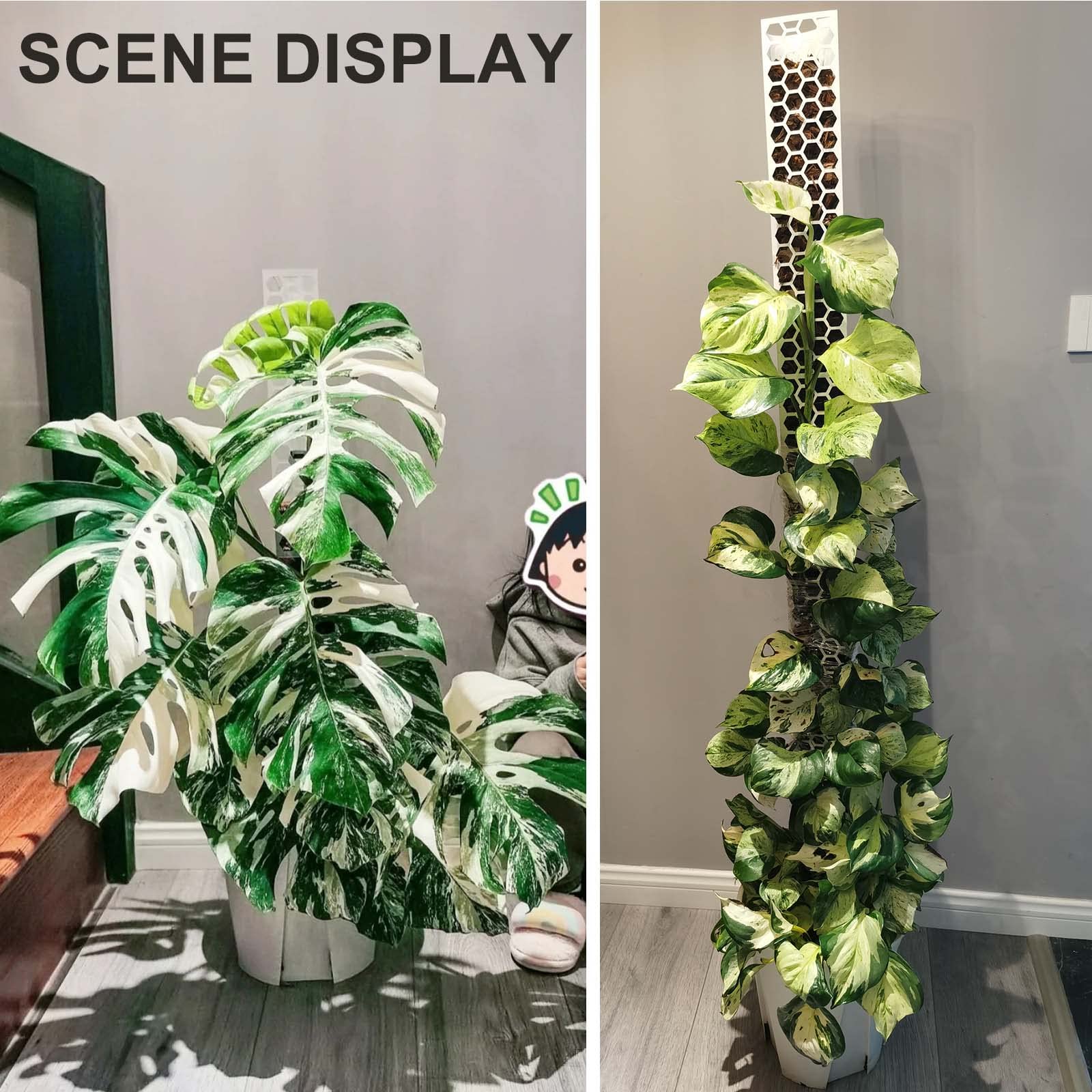 Haispring plant climbing Monstera setup using moss poles