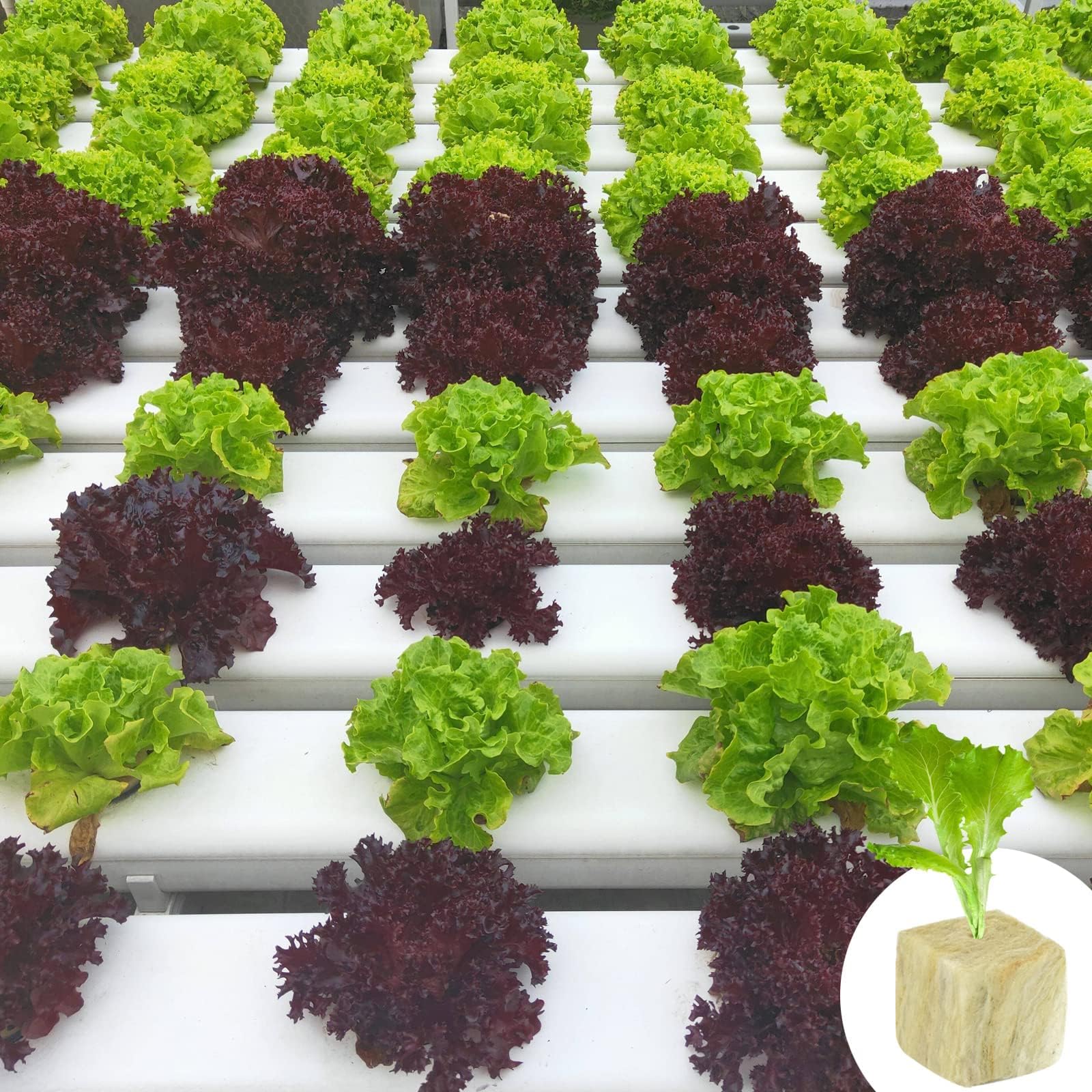 Halatool clone propagation cube designed for easy handling and rooting