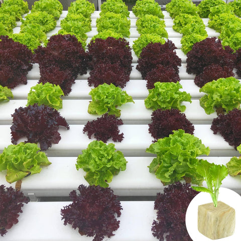Halatool clone propagation cube designed for easy handling and rooting