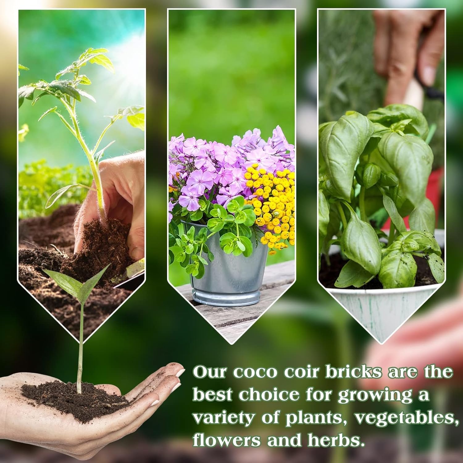 Halatool coco coir brick supports organic seedling growth.