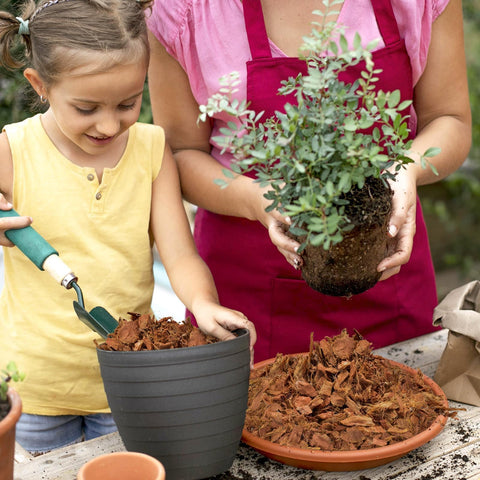 Halatool Coco Husk Chips in potting mix support roots with drainage and moisture.