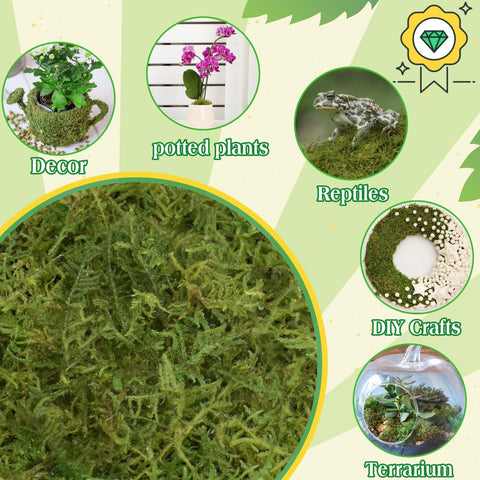Halatool DIY moss terrarium and kokedama projects for nature-inspired decor.