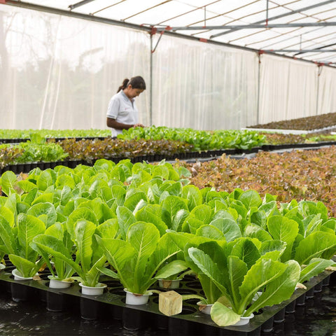 Halatool 1-inch rockwool packs provide value for plant lovers and growers.