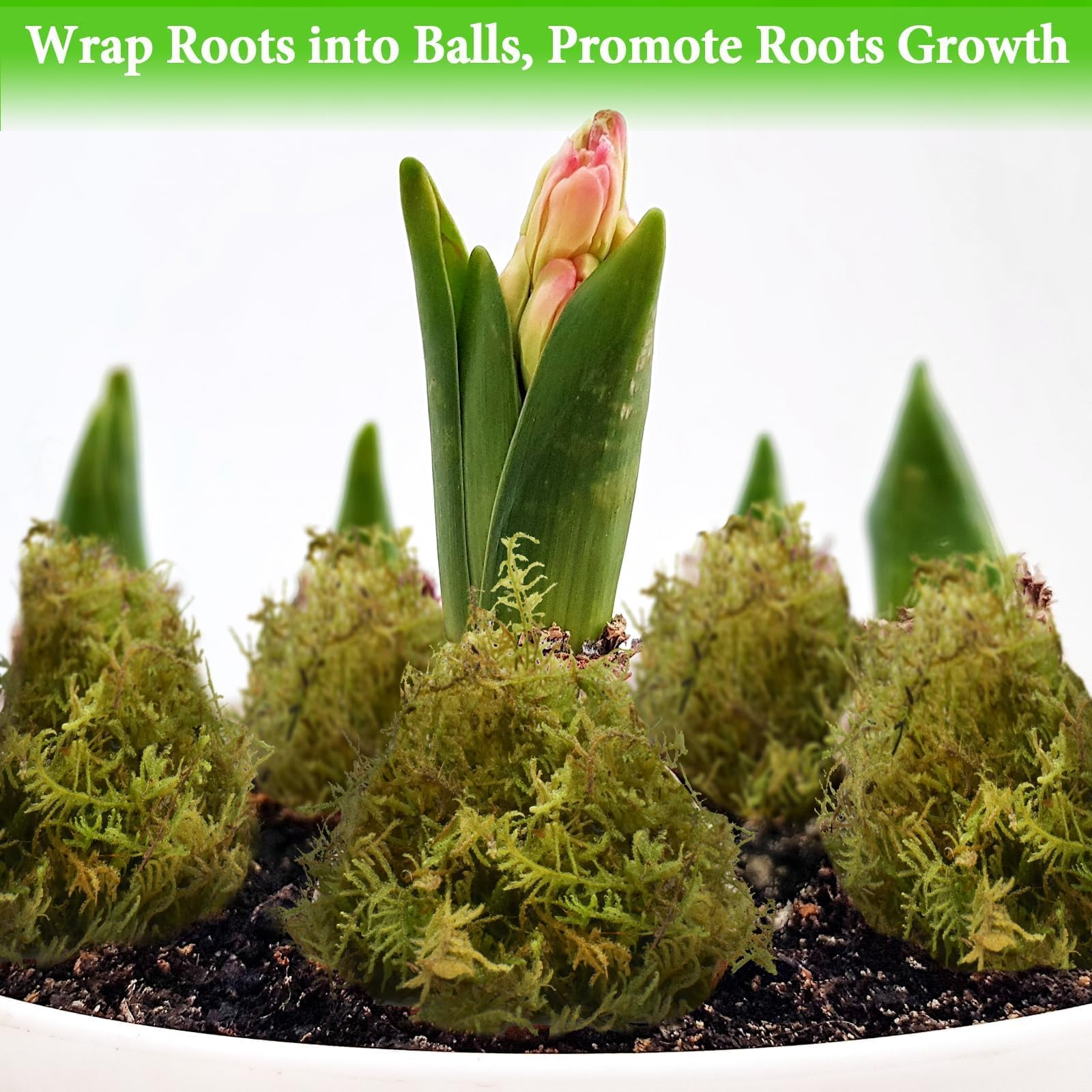Halatool Green Forest Moss ideal for orchid repotting and soil amendments