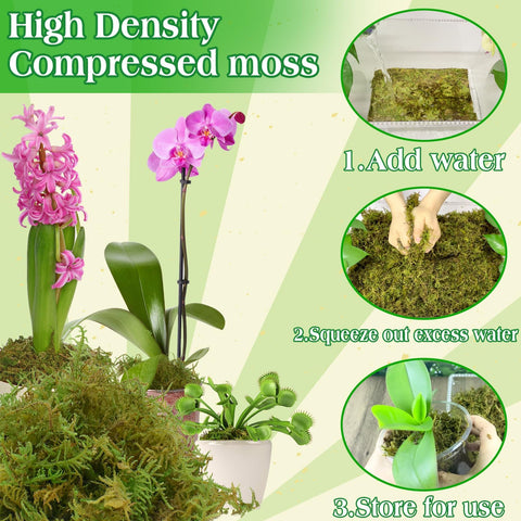 Halatool indoor plants moss cover provides decorative moisture control.