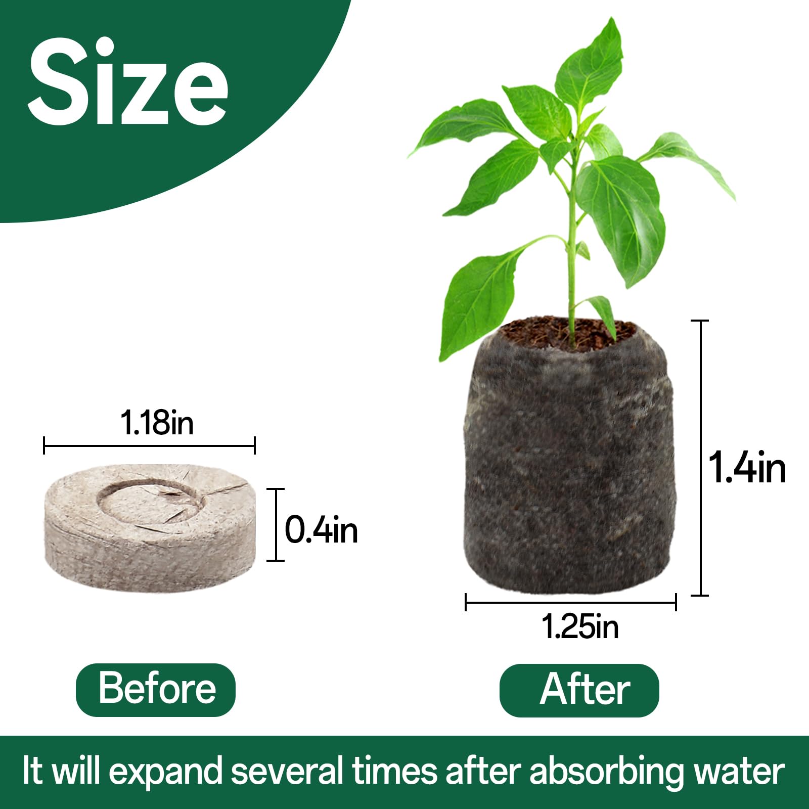 Halatool peat pellets expanded when hydrated for germination.
