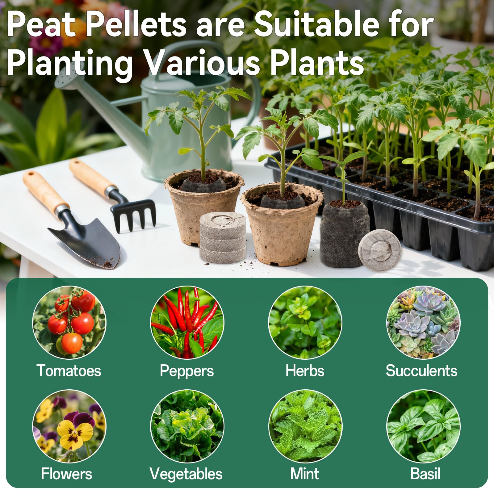 Halatool seedlings transplanted from pellets into pots.