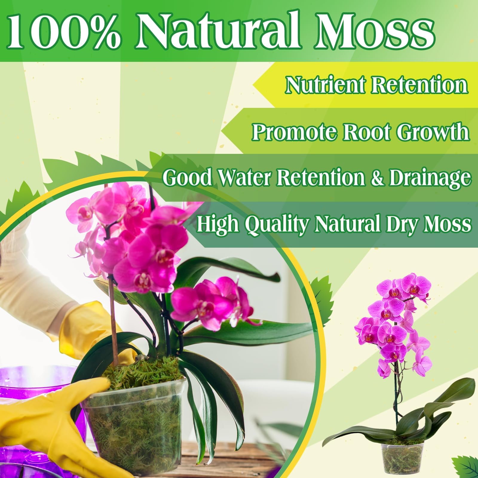 Halatool reptile habitat moss with plant-based pigments for safe enclosures.