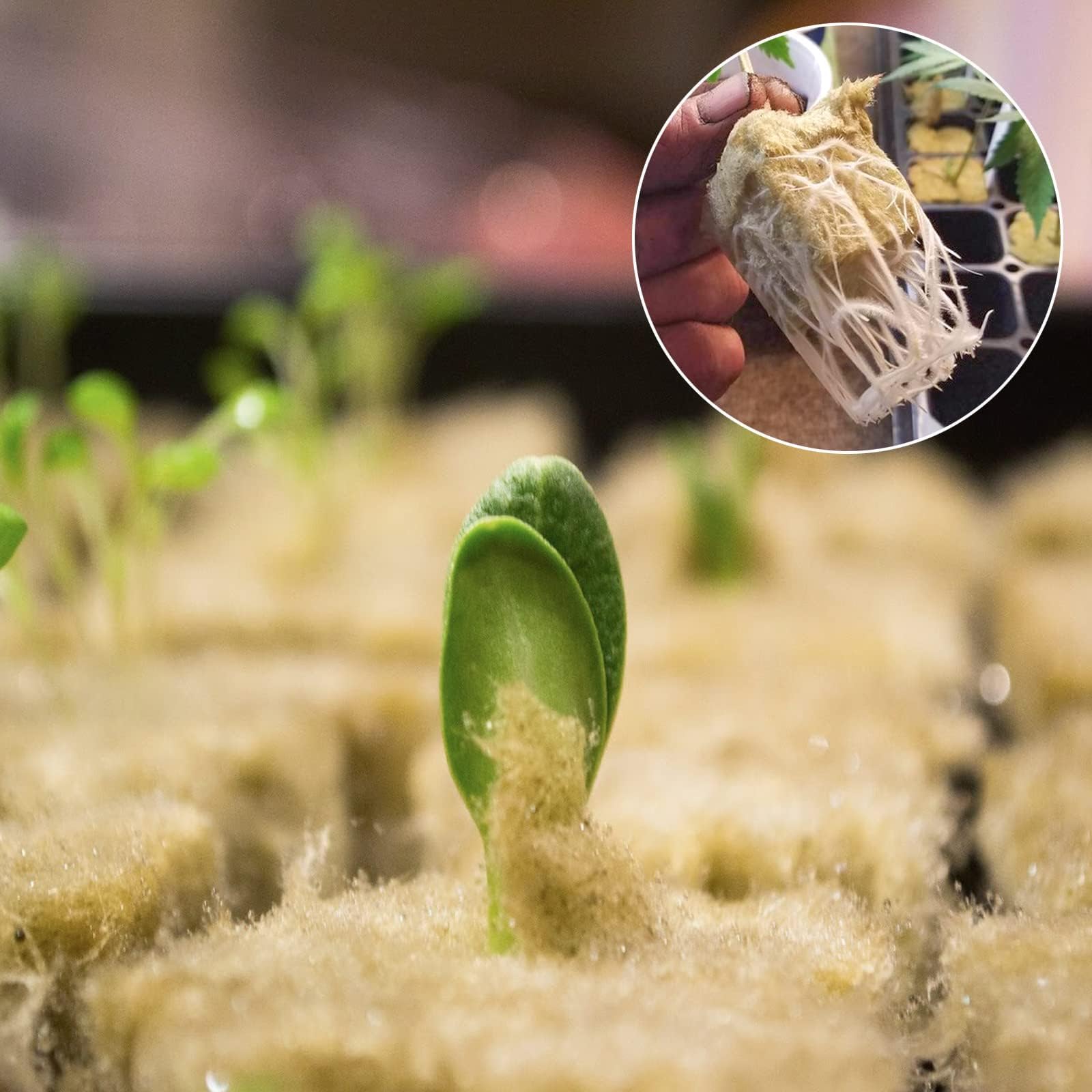 Halatool package of 100 plugs ideal for gardeners and growers
