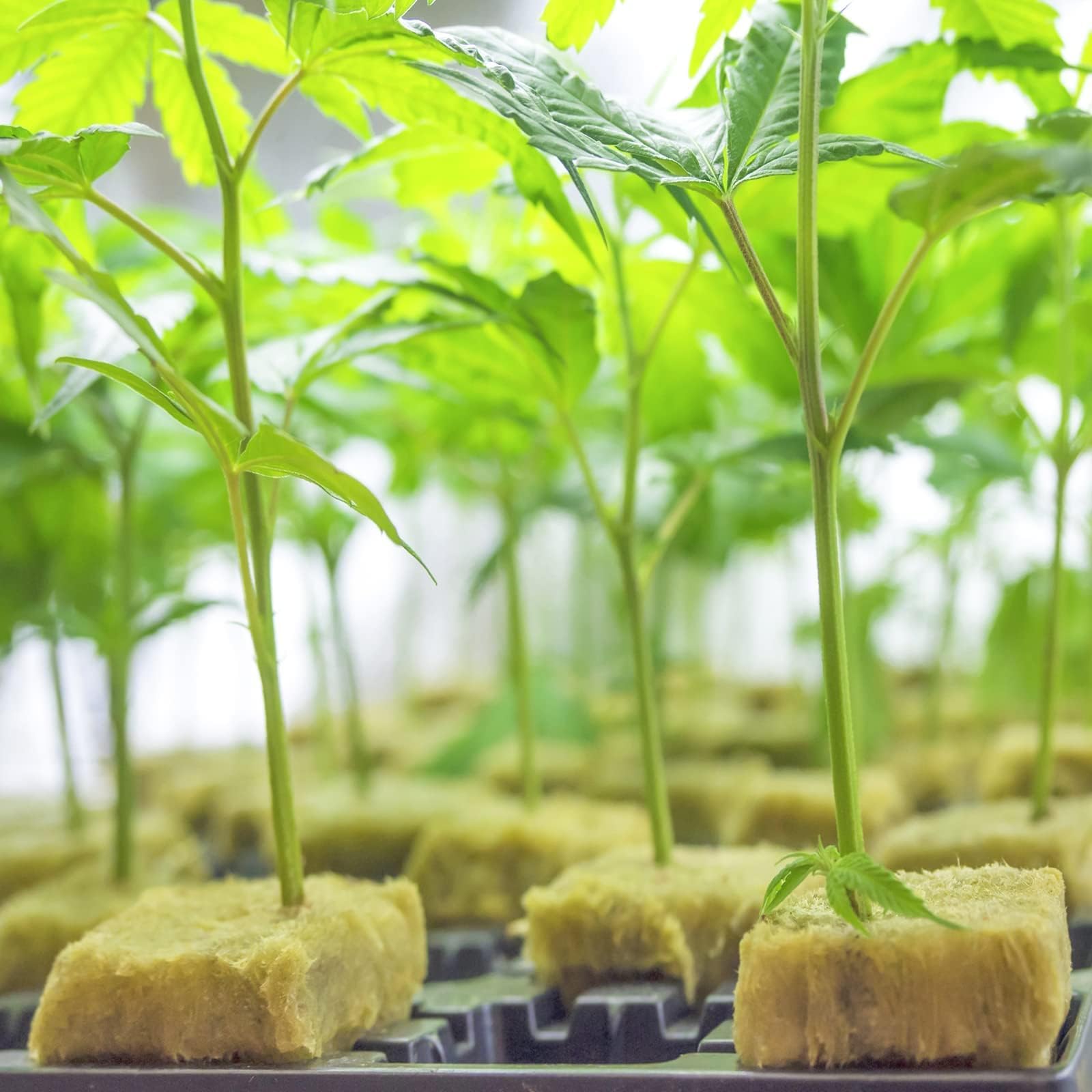Halatool rockwool cubes support consistent moisture and nutrient uptake during germination