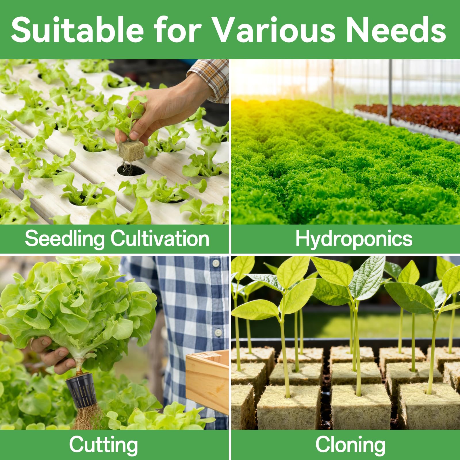 Halatool rockwool cubes illustrate rapid root development reaching into the solution.