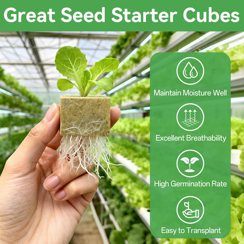 Halatool rockwool cubes with seedlings ready for transplantation in hydroponics.