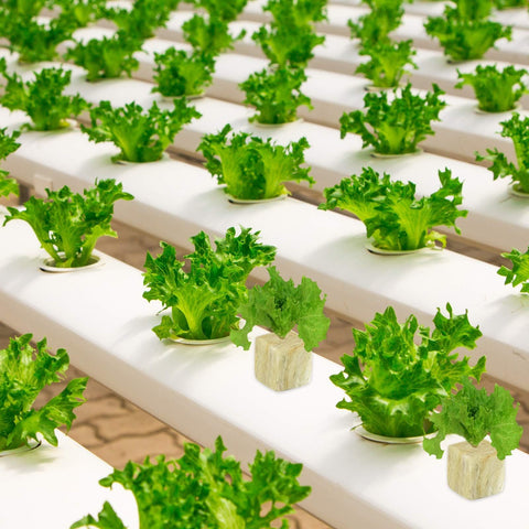 Halatool cubes designed for consistent moisture and air flow in hydroponic systems.