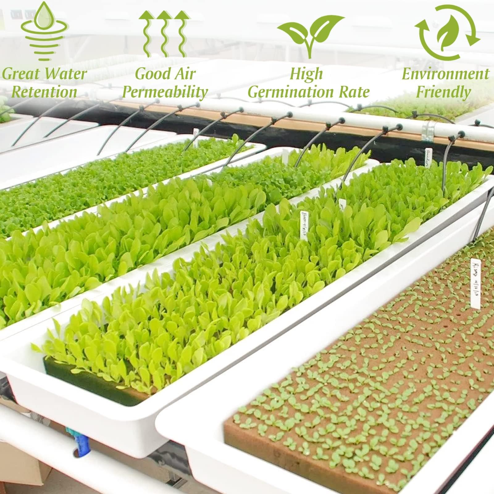 Halatool rockwool root development close-up for cloning