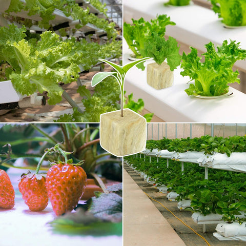 Halatool rockwool starter plug ideal for rooting, cloning, and propagation.