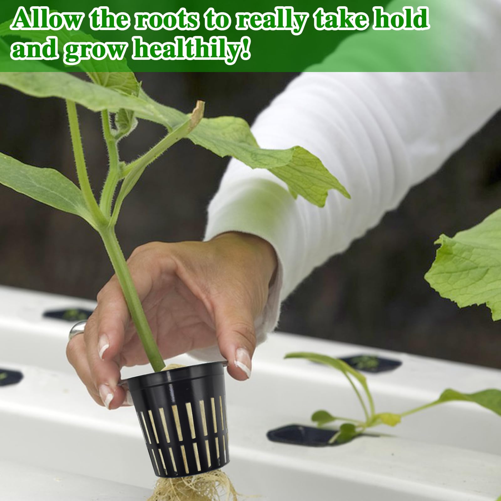 Halatool seed starting in soilless systems