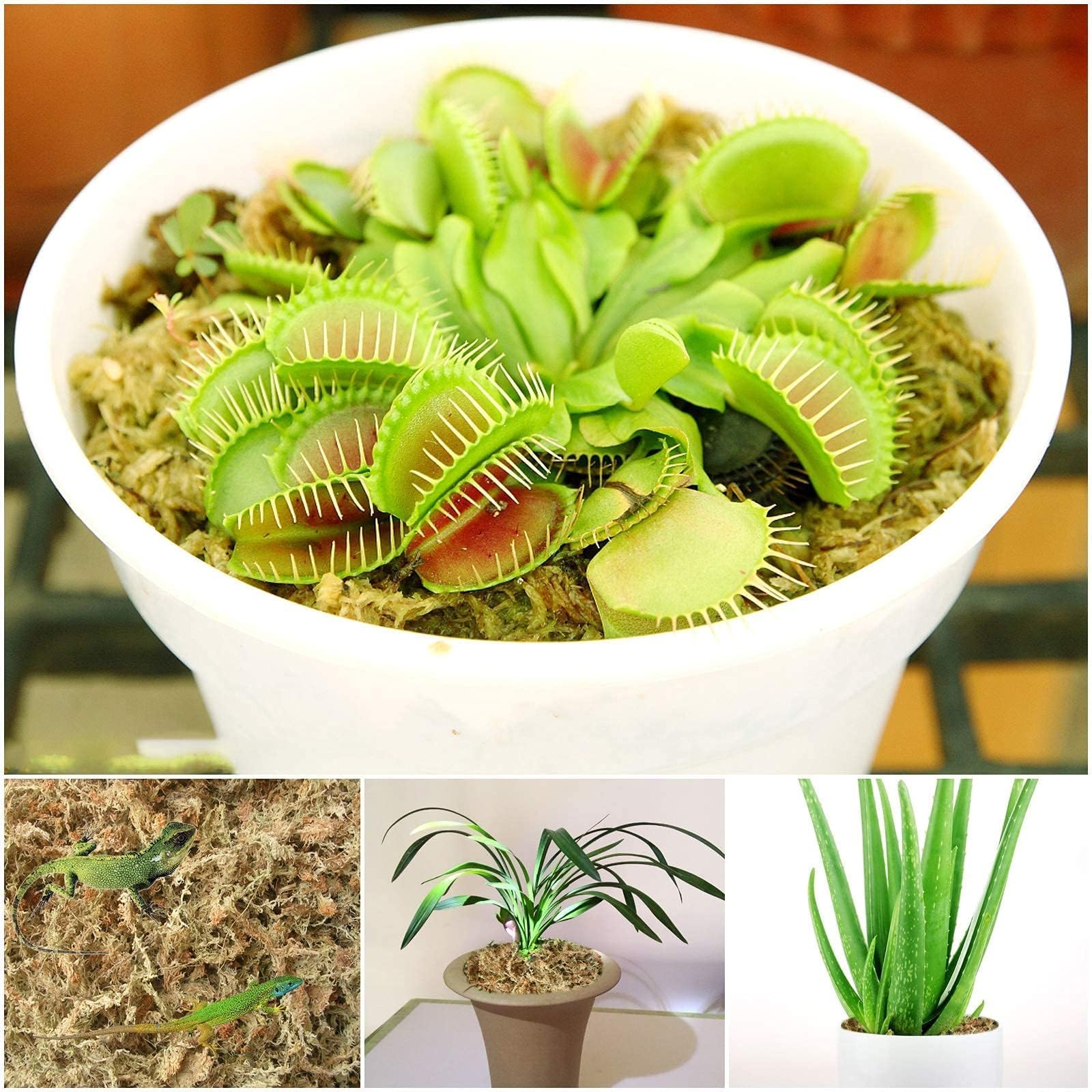 Halatool moss for air layering promoting root development in plants.