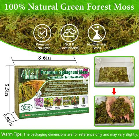 Halatool sphagnum moss brick soaked and expanding for moisture retention.