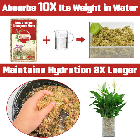 Halatool moss provides natural moisture retention for plants