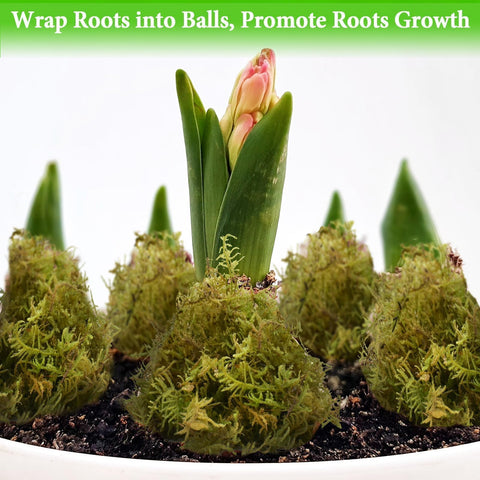Halatool sphagnum moss top dressing for crafts and plant care.