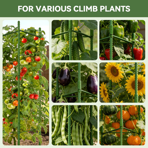 Halatool tomato cage in pots ideal for containers and balcony gardens.
