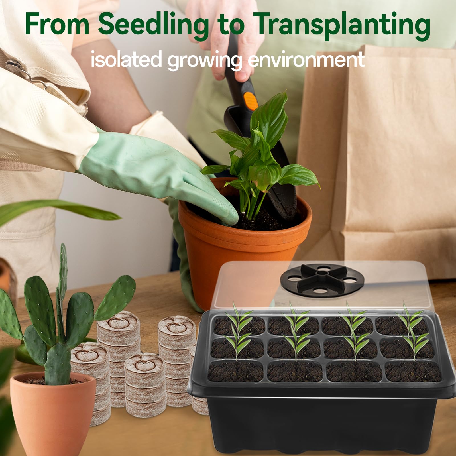 Halatool transparent lid enables sunlight exposure for early growth.