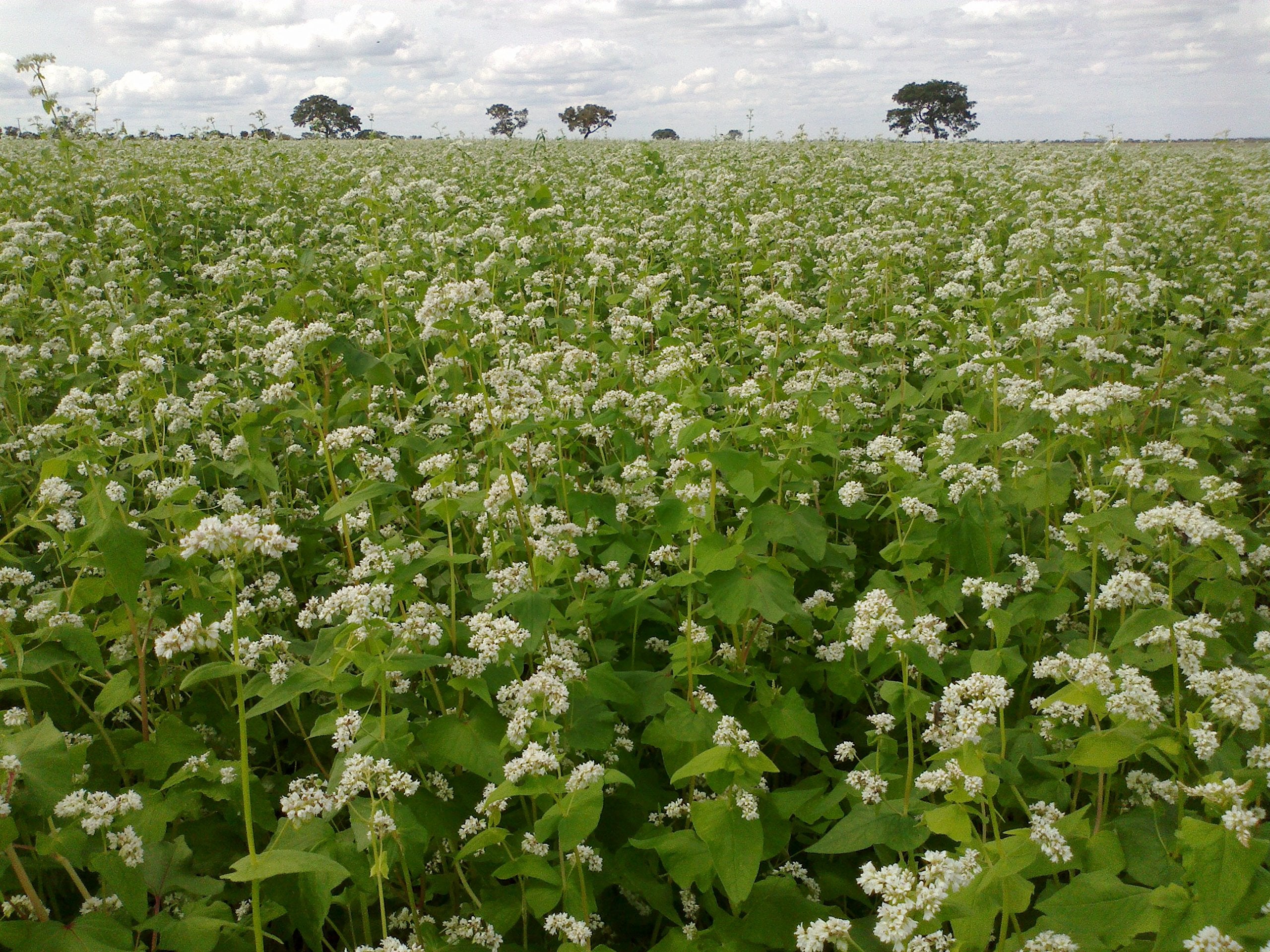 Hale Habitat Buckwheat seeding process for quick establishment