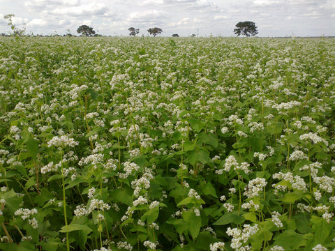 Hale Habitat Buckwheat seeding process for quick establishment