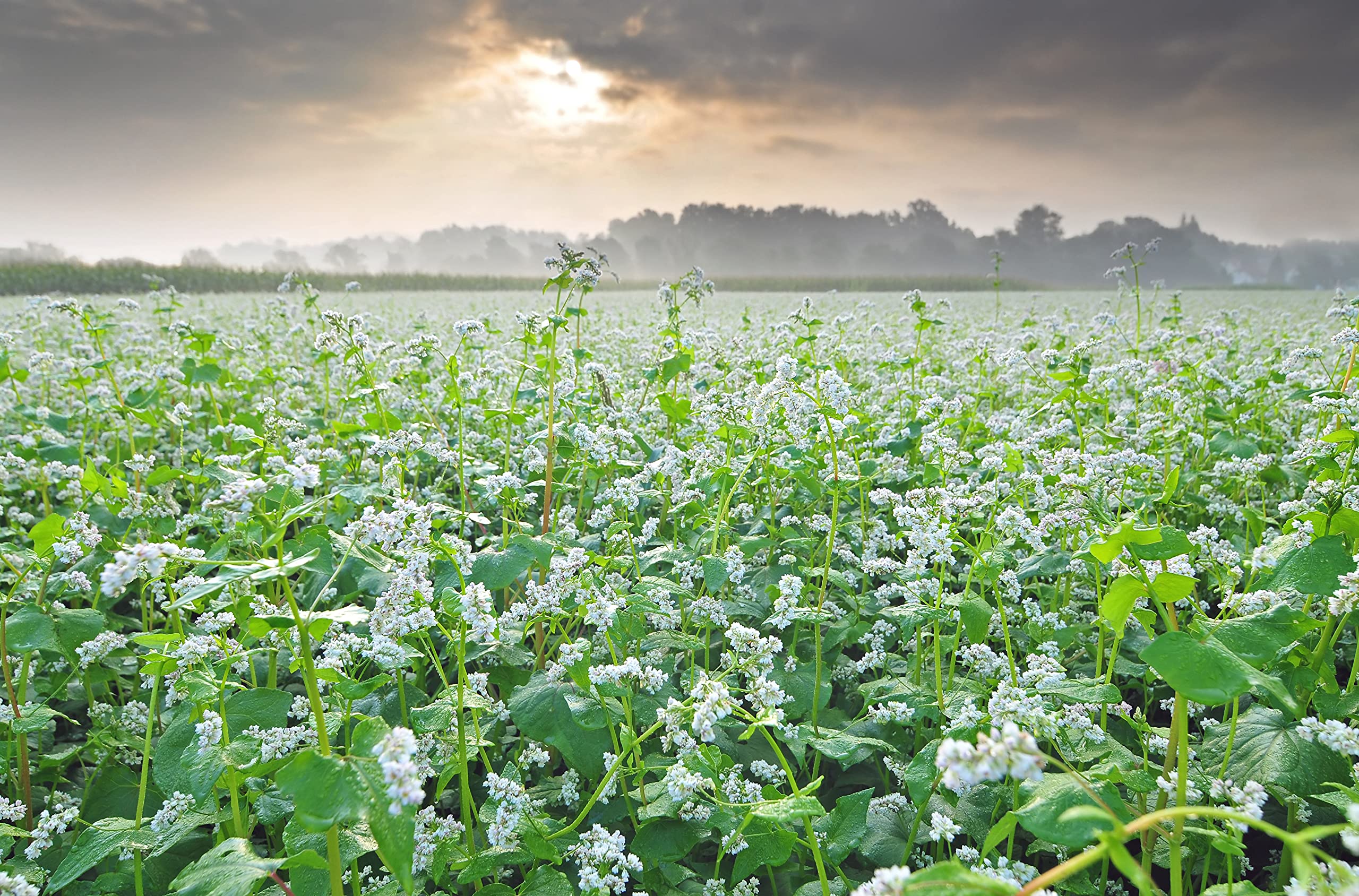 Hale Habitat Buckwheat soil health and weed suppression benefits in plots
