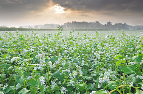 Hale Habitat Buckwheat soil health and weed suppression benefits in plots